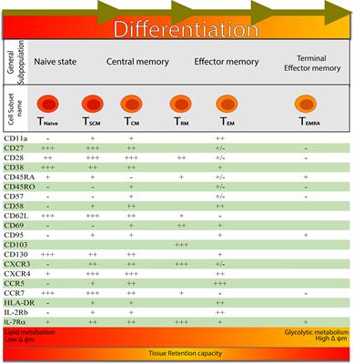 Phenotypic and Immunometabolic Aspects on Stem Cell Memory and Resident Memory CD8+ T Cells